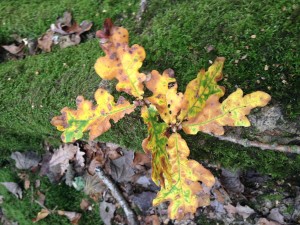 Colour inspiration from Autumn Leaves